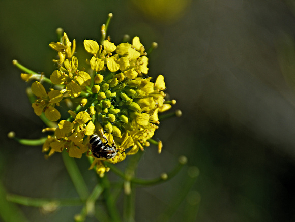 Mountain Gold Alyssum (with bee)