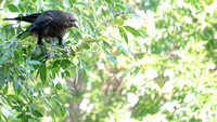 American Crow