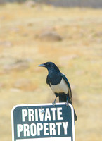 Magpie