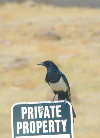 Magpie