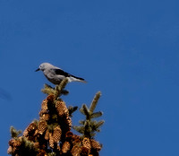 Clark's nutcracker