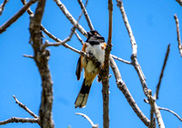 Spotted towhee