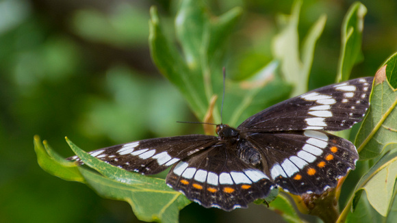 Lorquin's admiral butterfly