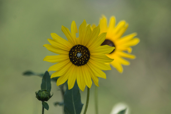 Mountain Sunflower