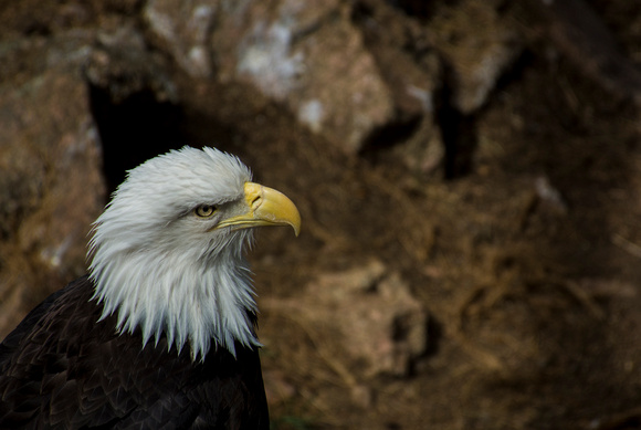 American Bald Eagle (zoo)
