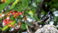 Oriental Magpie