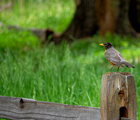 American Robin