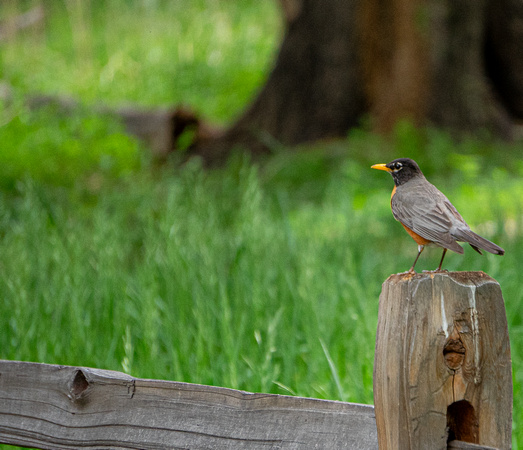 American Robin