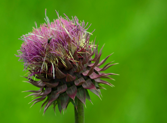 musk thistle