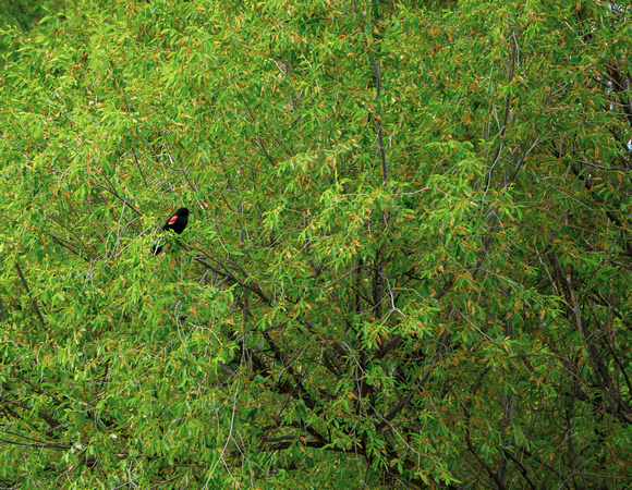 Red Wing Blackbird