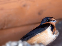 Barn Swallow