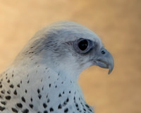 Gyrfalcon