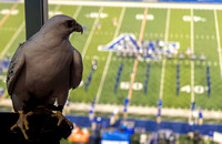 Gyrfalcon