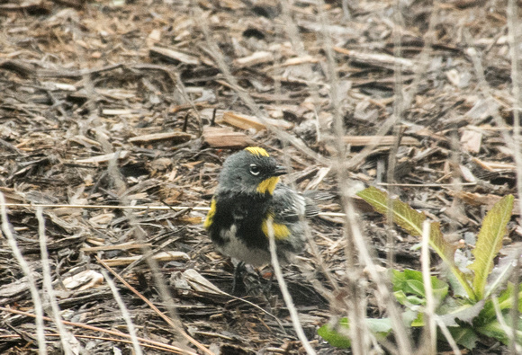 Audubon's Yellow-rumped warbler (Ireland)