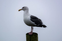 herring gull