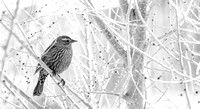 Red Wing Blackbird (female)