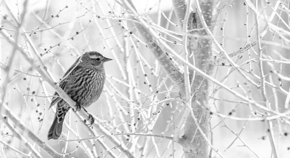 Red Wing Blackbird (female)