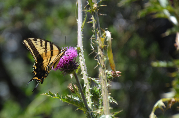 western tiger swallowtail
