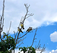 Western Kingbird