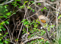 American Robin (youth)