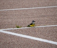 Western Kingbird