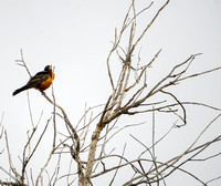 American Robin