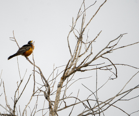 American Robin